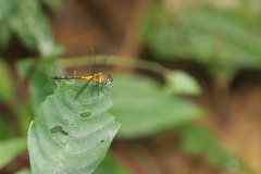 Amphithemis vacillans