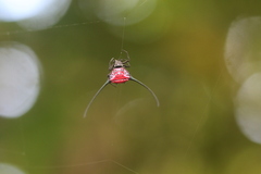Macracantha