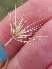 Hordeum geniculatum