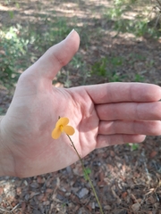 Chapmannia floridana