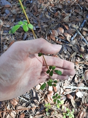 Chapmannia floridana