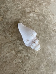 Macrostrombus costatus