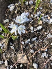 Puschkinia scilloides