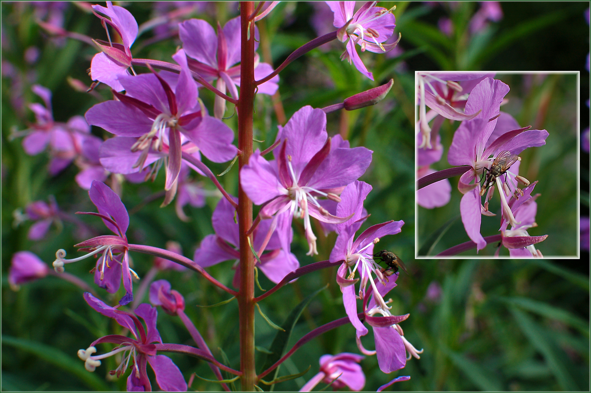 Chamerion angustifolium ssp. circumvagum