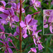 Great Willowherb - Photo (c) Tony Frates, some rights reserved (CC BY-NC-SA)