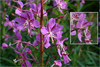 Great Willowherb - Photo (c) Tony Frates, some rights reserved (CC BY-NC-SA)