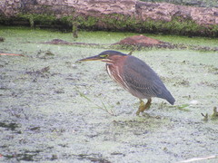 Butorides virescens
