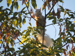 Sciurus carolinensis