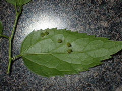 Celticecis spiniformis