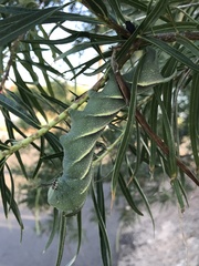 Manduca rustica