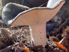 Russula parazurea