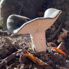 Russula parazurea