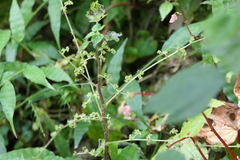 Laportea interrupta