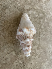 Macrostrombus costatus