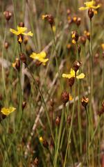 Xyris capensis