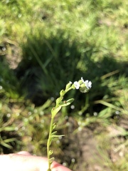 Plagiobothrys stipitatus