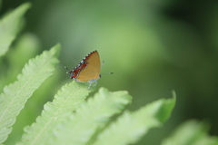 Heliophorus epicles