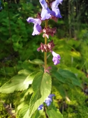 Salvia polystachia