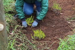Erica verticillata