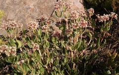 Xysmalobium parviflorum