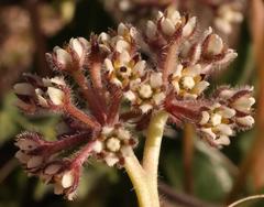 Xysmalobium parviflorum