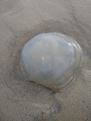 Rhizostomatoidea