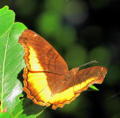 Eurytela dryope angulata