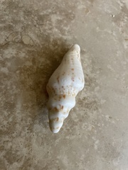 Macrostrombus costatus