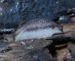 Arion circumscriptus