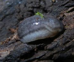 Arion circumscriptus