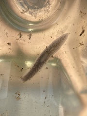 Dendrocoelum lacteum