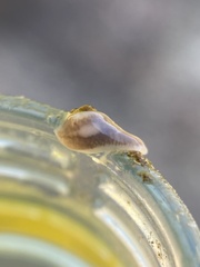 Dendrocoelum lacteum