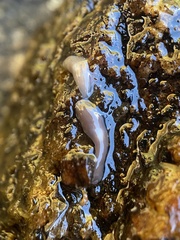 Dendrocoelum lacteum