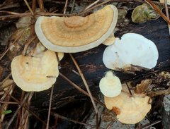 Microporellus obovatus