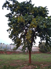 Terminalia elliptica