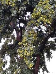 Terminalia elliptica