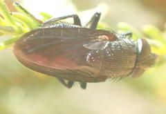 Cosmina fuscipennis