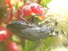 Cosmina fuscipennis