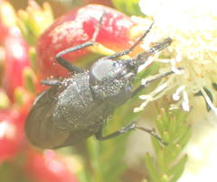 Cosmina fuscipennis
