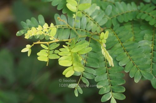 Dalbergia pinnata · iNaturalist