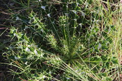 Berkheya discolor