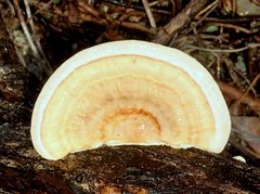 Microporellus obovatus