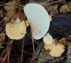 Microporellus obovatus