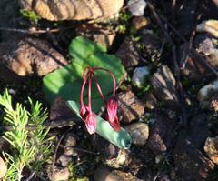 Crassula capensis capensis