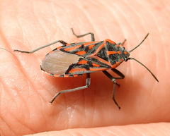 Spilostethus crudelis