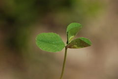 Dasineura trifolii