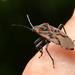 Spilostethus crudelis - Photo (c) Colin Ralston, osa oikeuksista pidätetään (CC BY-NC), lähettänyt Colin Ralston