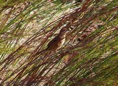 Sphenoeacus afer afer