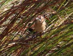 Sphenoeacus afer afer