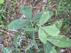 Thermopsis gracilis